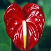 Anthurium Anthurium