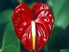 Anthurium