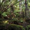 Ferns Ferns