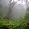 Misty forests Misty forests