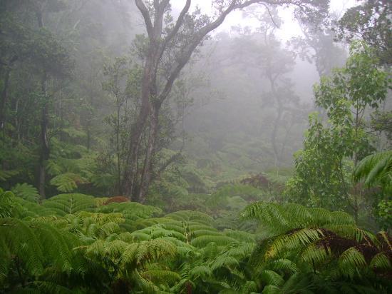 Misty forests
