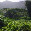Rainforest Rainforest
