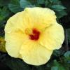 Hibiscus Hibiscus