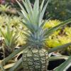 A pineapple for me A pineapple for me